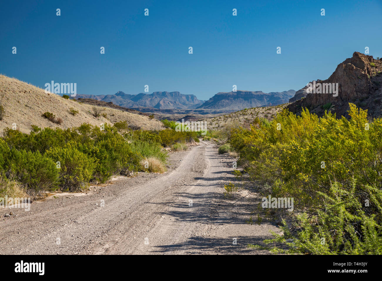 River Road, Chisos Mountains in distance, Chihuahuan Desert borderland, Big Bend National Park, Texas, USA Stock Photo