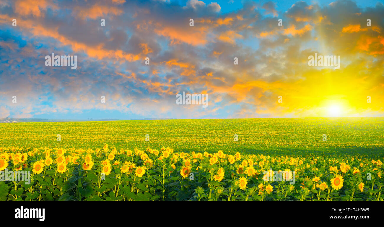 field of sunflowers and sunrise Stock Photo - Alamy