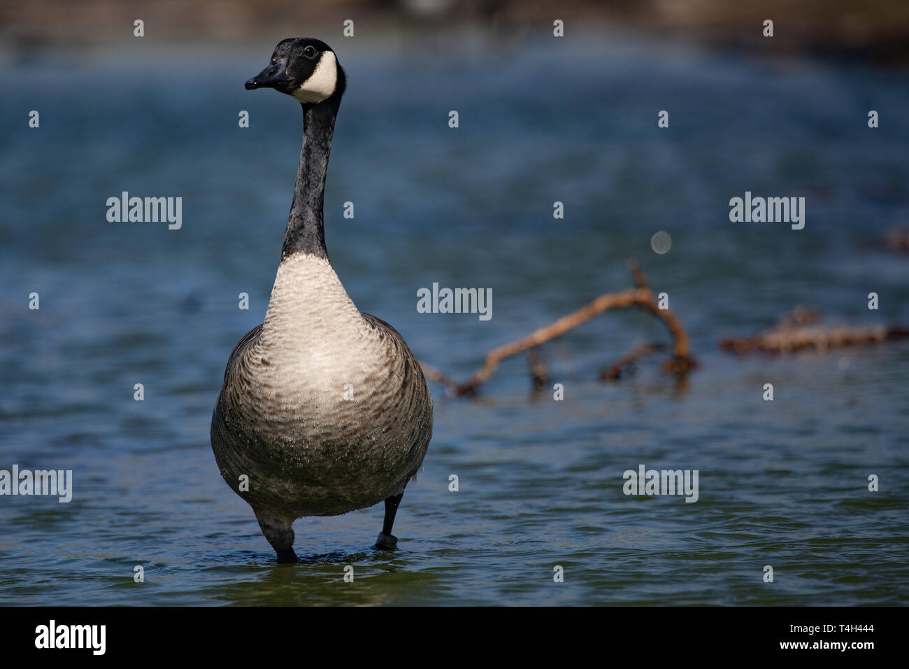 Wildlife Birds Canadian Canada Goose Standing Blue Pond Afternoon Stock