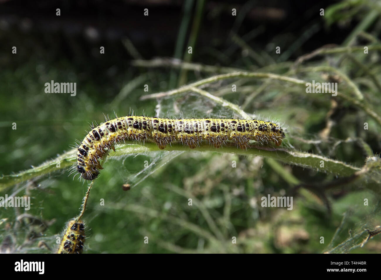 Large white caterpillar feeding on some leaves in a garden Stock Photo