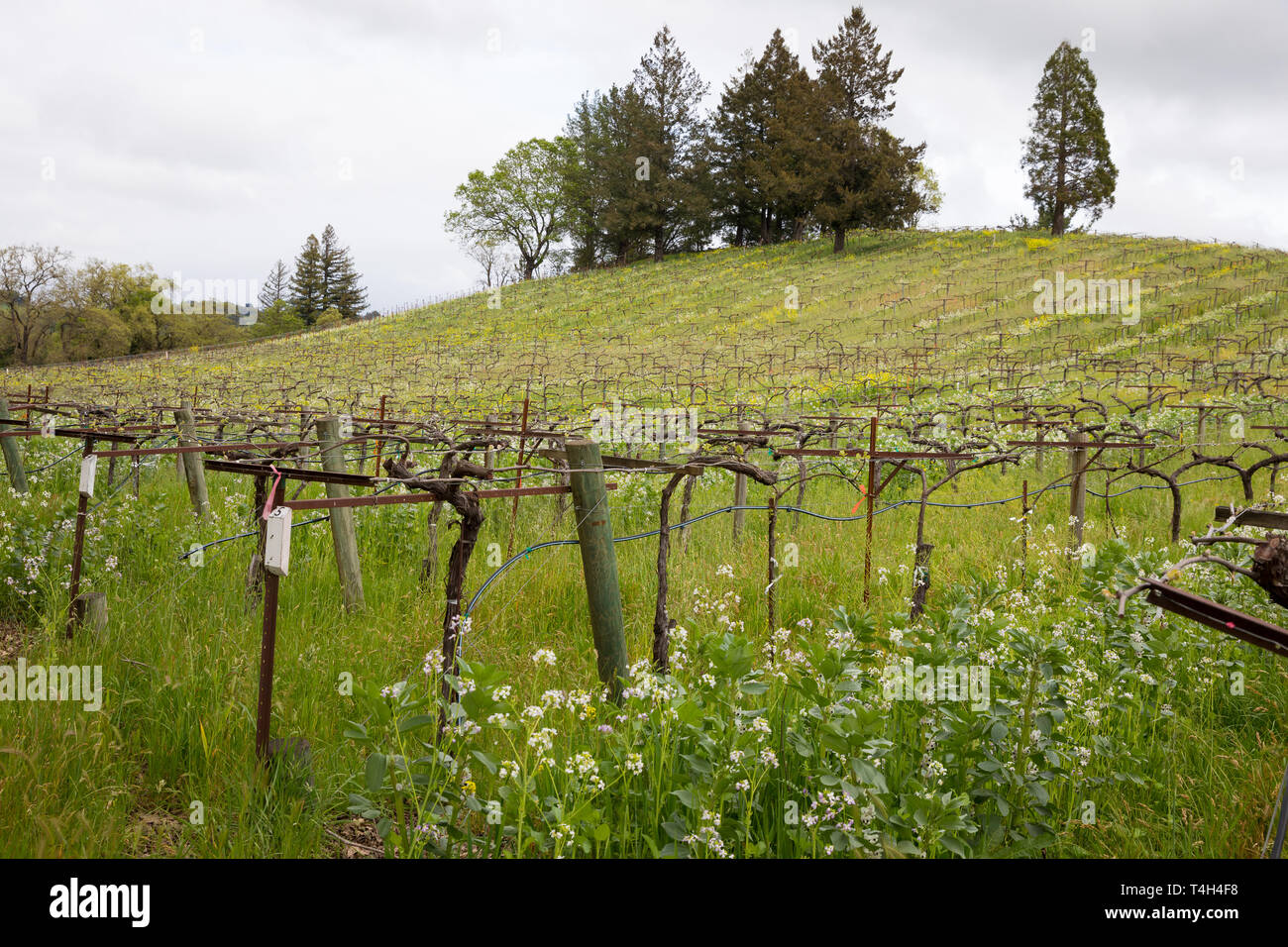 Winery in Sonoma Valley California During Spring Stock Photo