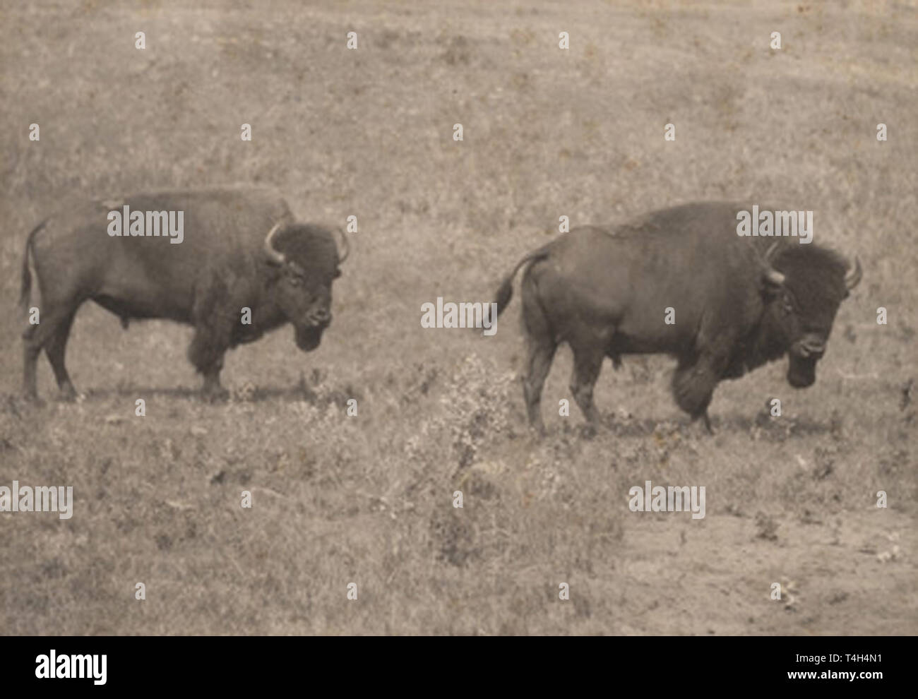 Reuben R. Sallows Head facing bottom hi-res stock photography and images - Alamy