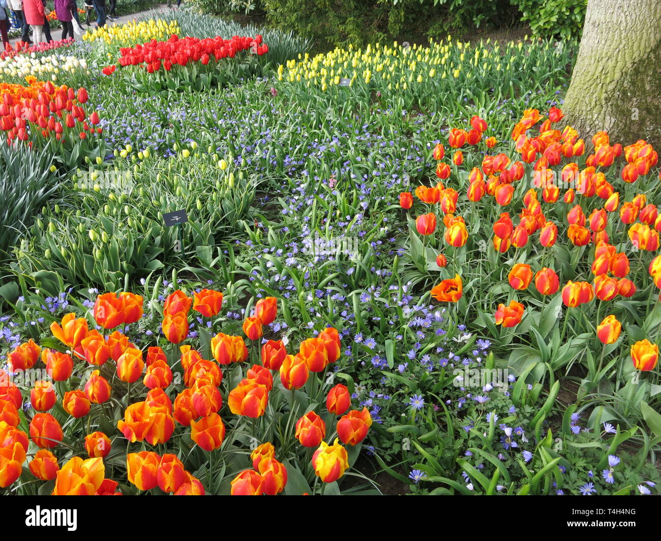 A mass of spring bulbs makes a colourful spectacle at the annual tulip  festival at Keukenhof, the Netherlands; April 2019 Stock Photo - Alamy