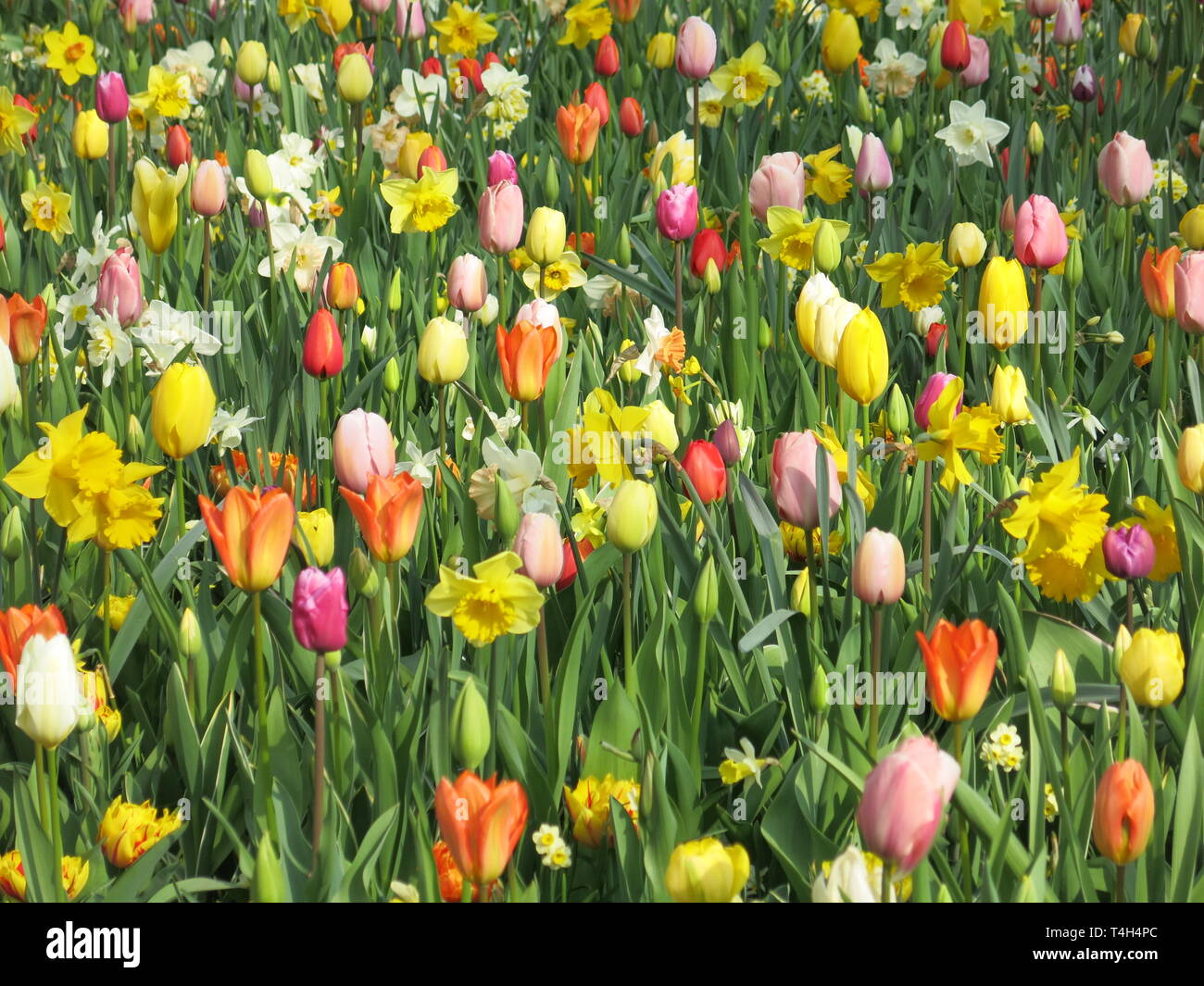Floral carpet of mixed Spring planting tulips & daffodils one of the