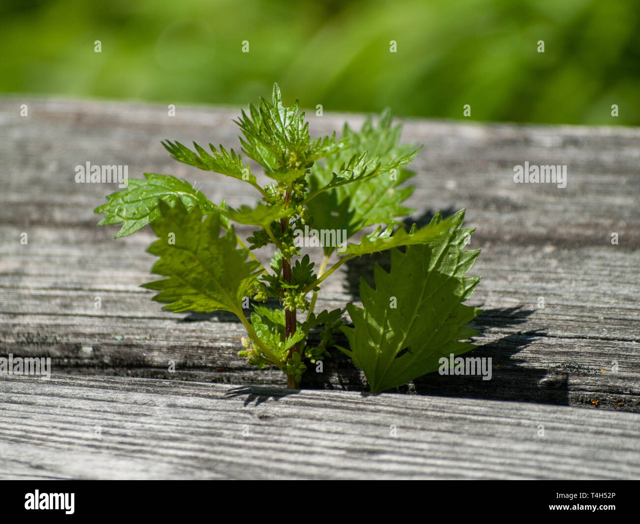 A nettle plant (Urtica dioica) in spring between wooden boards Stock Photo