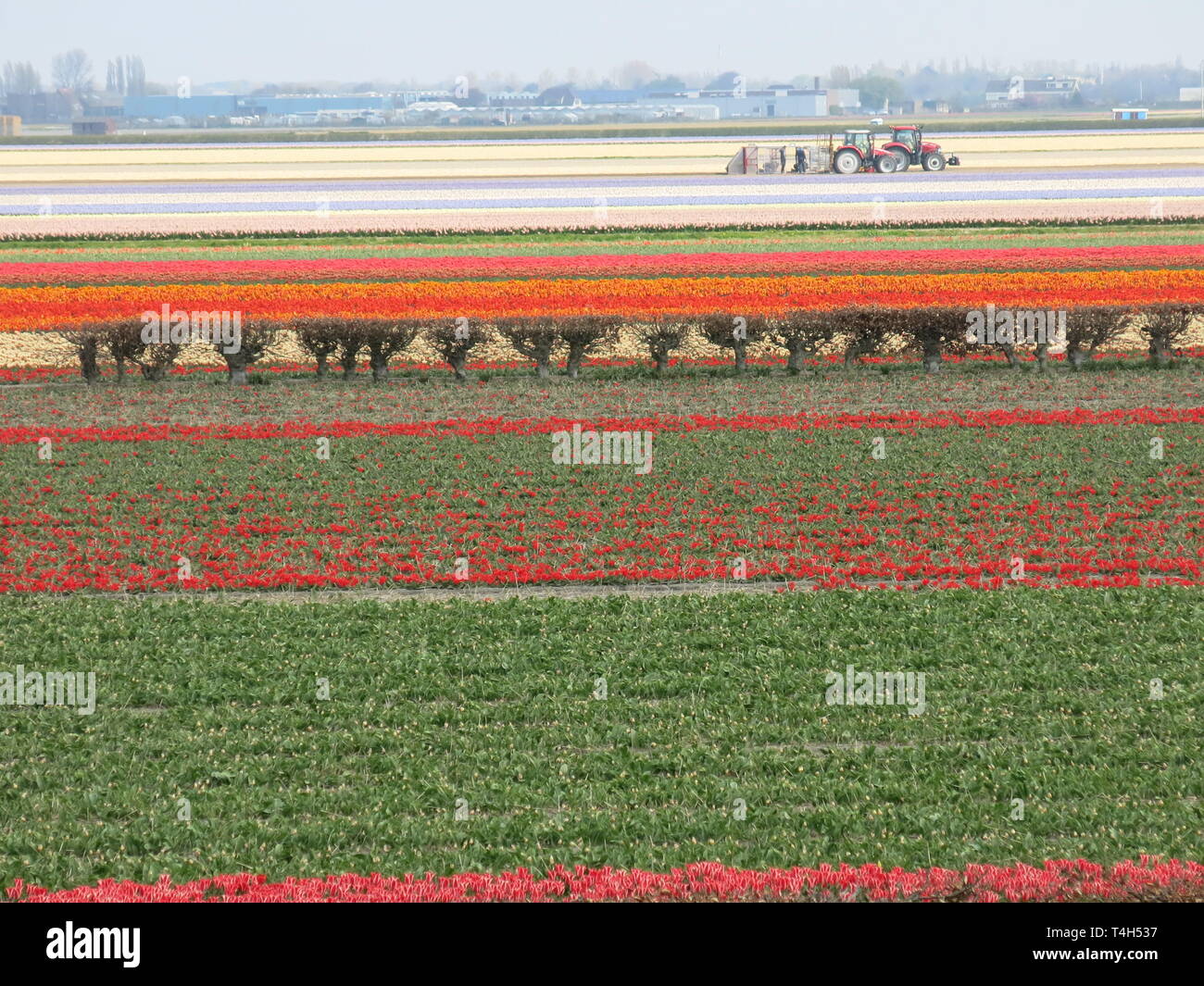 The Dutch bulb fields create a landscape of horizontal coloured stripes