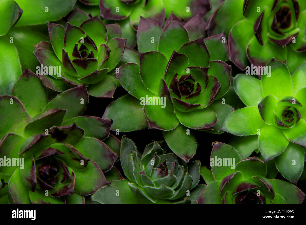 Group of different Aeoniums on the black background. Small flowers on ground of green, pink and yellow colors. Stock Photo