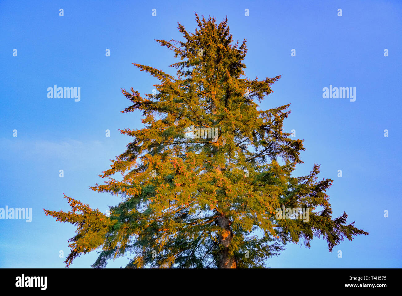 Douglas Fir tree, , Burnaby Mountain Conservation area, Burnaby, British Columbia Canada. Stock Photo