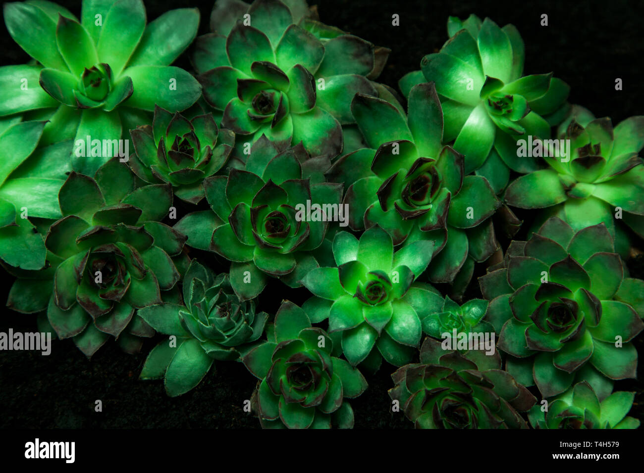 Group of different Aeoniums on the black background. Small flowers on ground of green, pink and yellow colors. Stock Photo