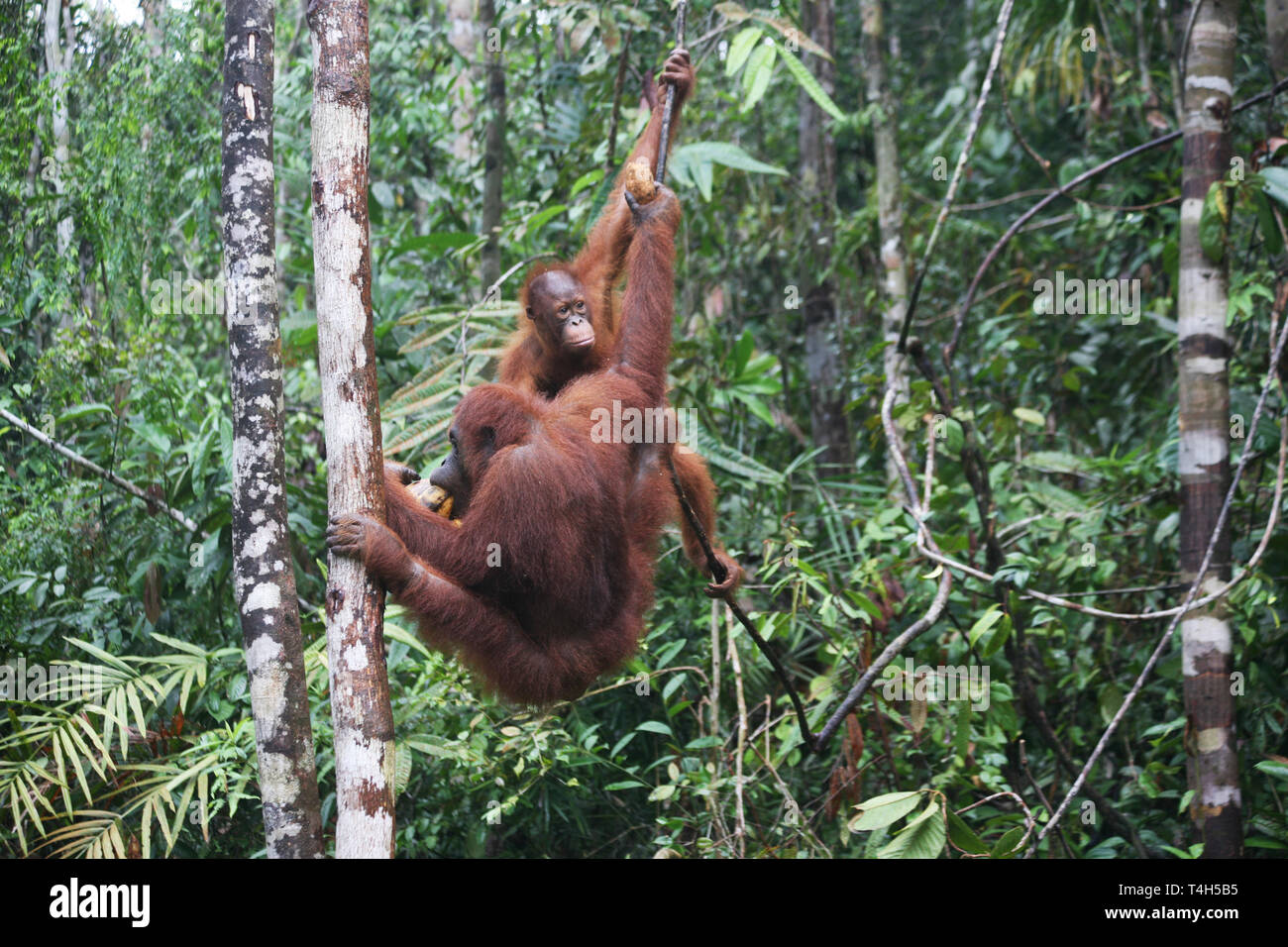 Sepilok Orangutan Rehabilitation Centre near Sandakan in north-east Sabah - Orang-Utan Stock Photo