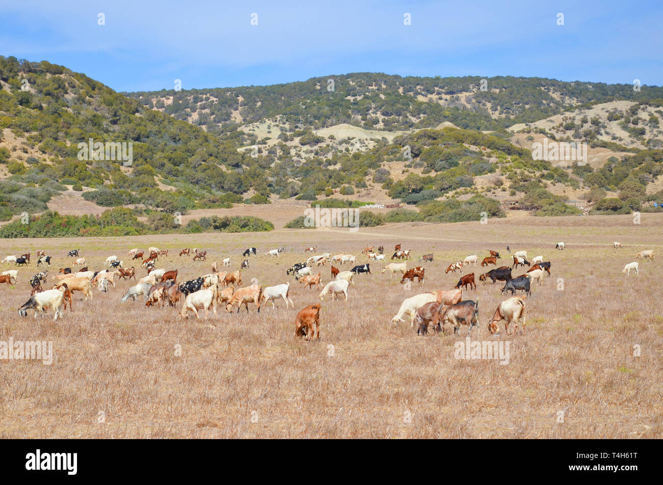 Cyprus goats hi-res stock photography and images - Alamy
