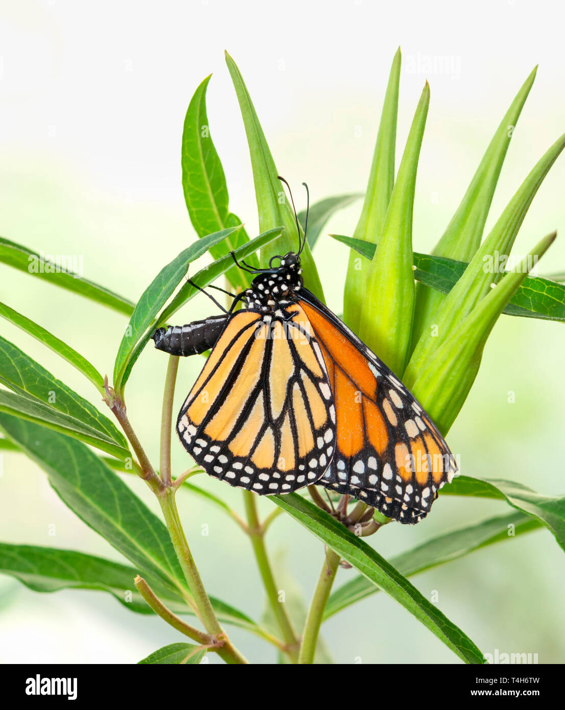 Female monarch butterfly laying eggs on a swamp milkweed plant. Eggs are visible on seed pods. Stock Photo