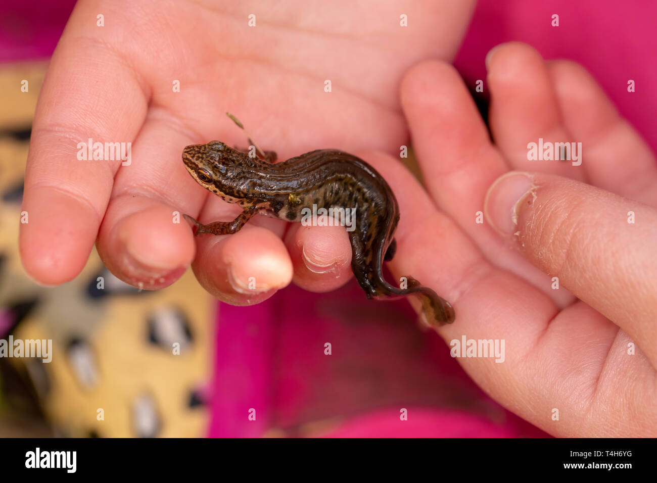 Palmate Newt (Lissotriton helveticus) in childs hand being studied. Poole, Dorset, UK. Stock Photo