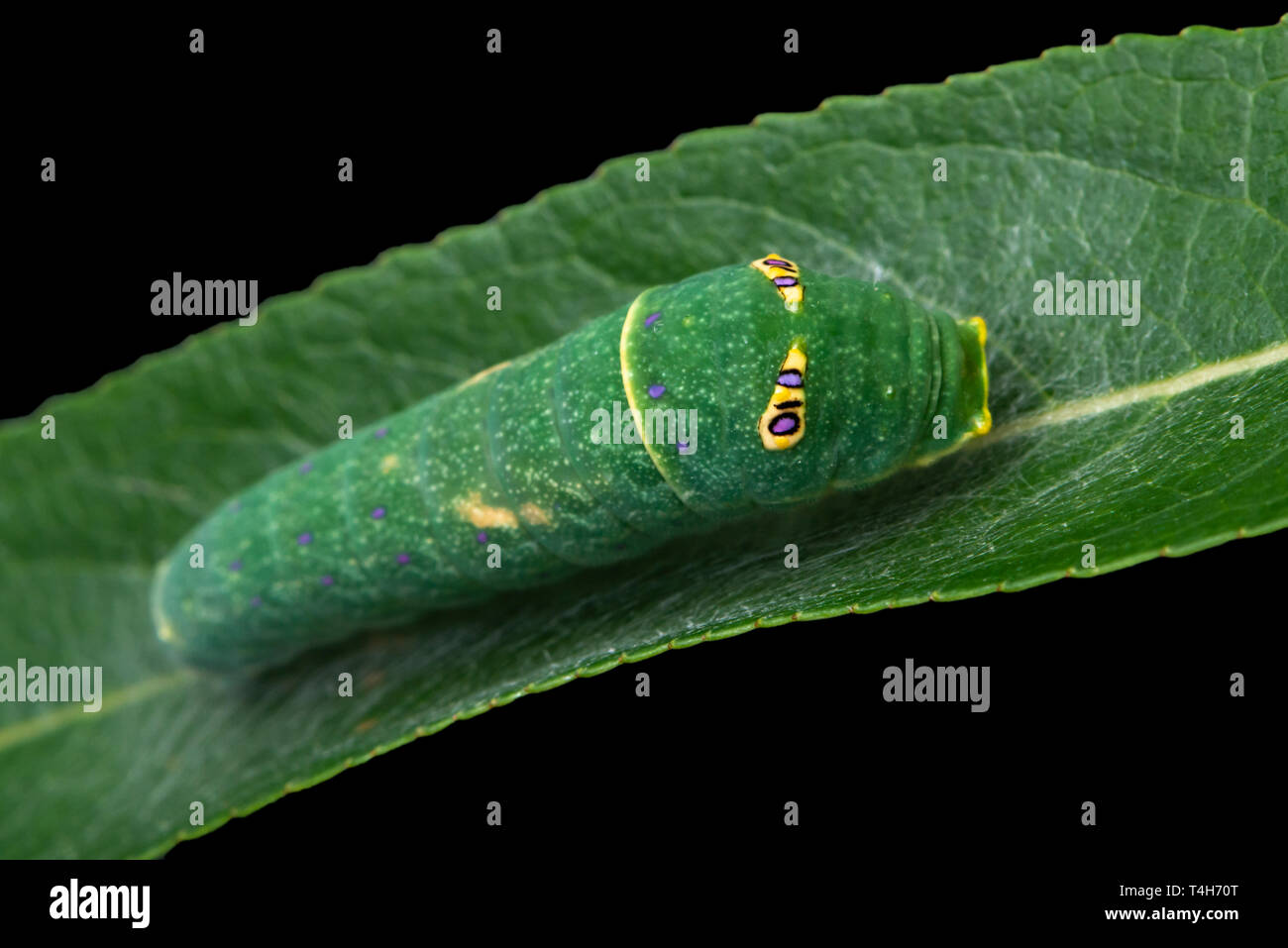 Tiger swallowtail (Papilio rutulus) caterpillar on a willow leaf, with false eye spots - on a black background Stock Photo
