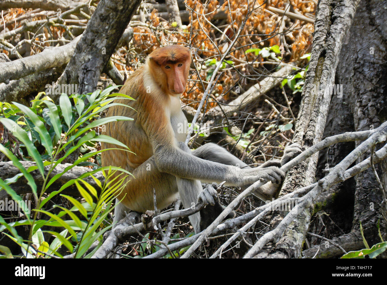 Malaysia malaysian asia asian wildlife nature wild mammal primate male ...