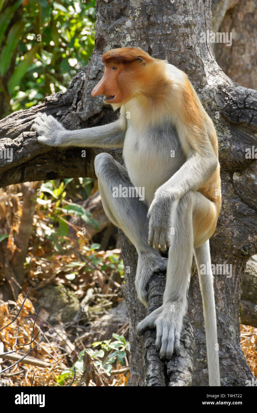 Male proboscis (long-nosed) monkey sitting on tree branch, Sabah ...