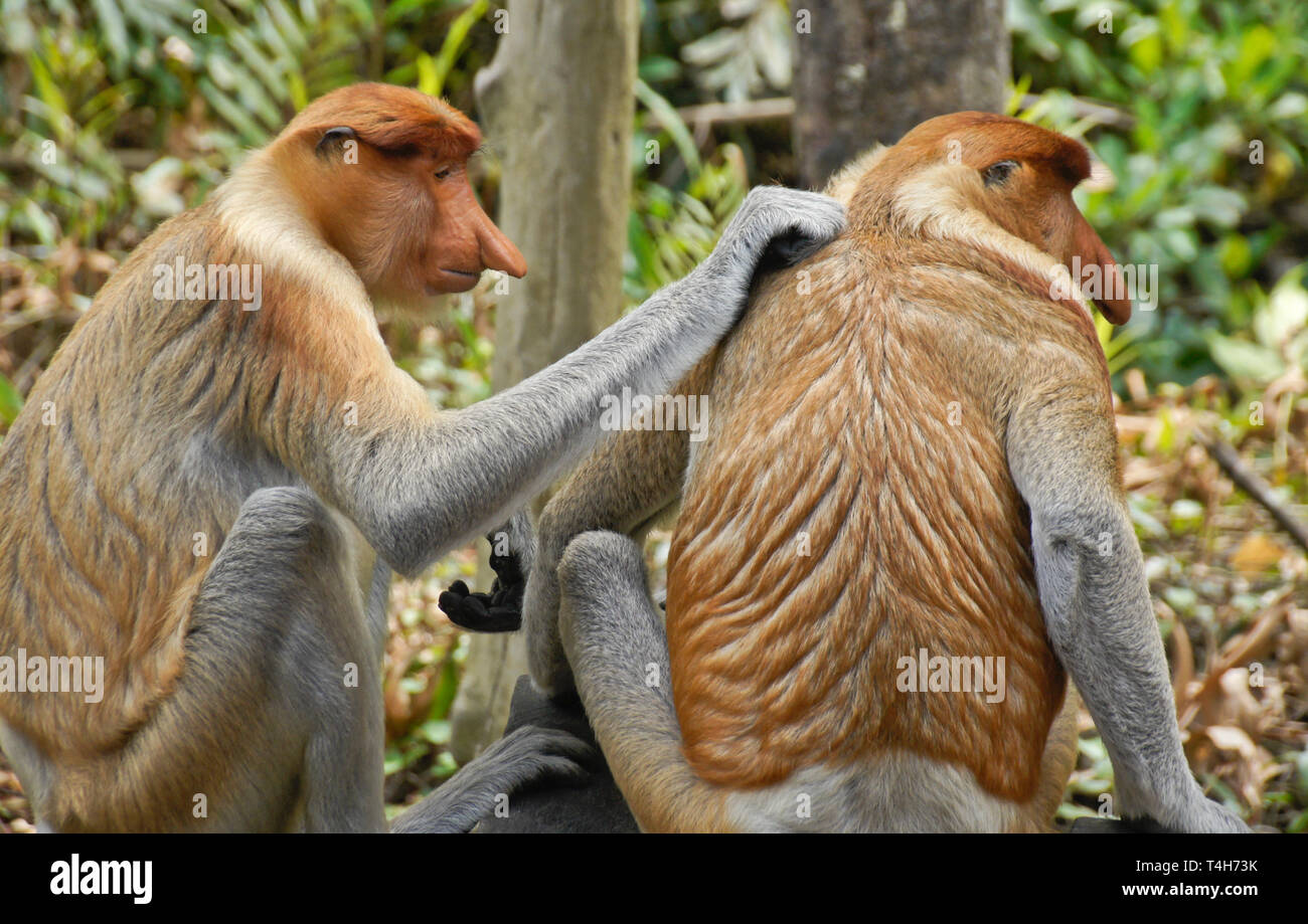 Male proboscis (long-nosed) monkeys grooming, Sabah (Borneo), Malaysia