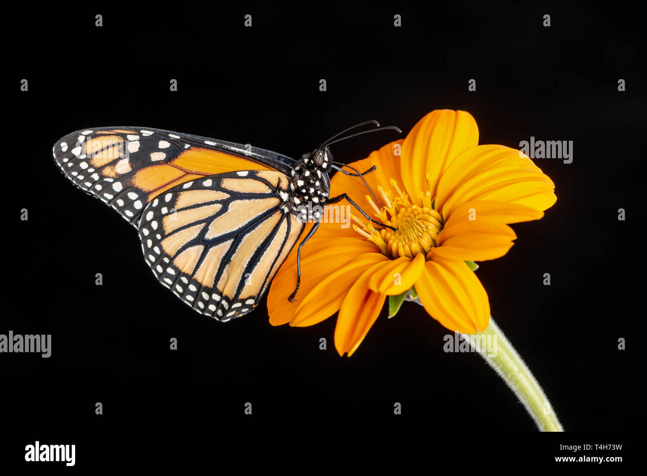A monarch butterfly Danaus plexippus feeding on a tithonia flower ...