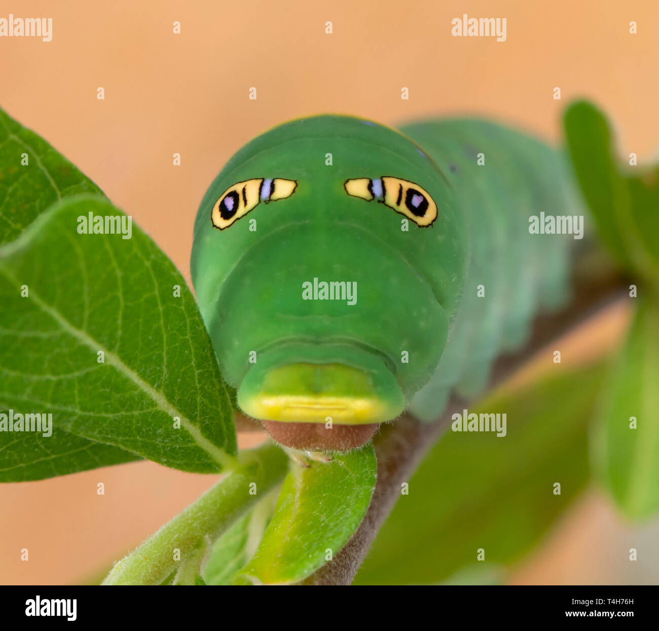 Tiger swallowtail (Papilio rutulus) caterpillar with false eye spots Stock Photo