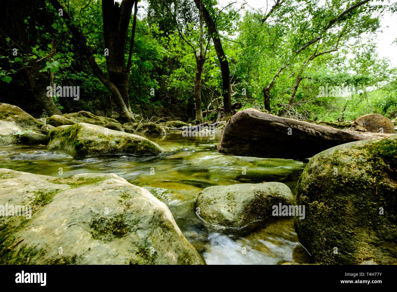 Barton Creek Greenbelt, near Austin, Texas Stock Photo