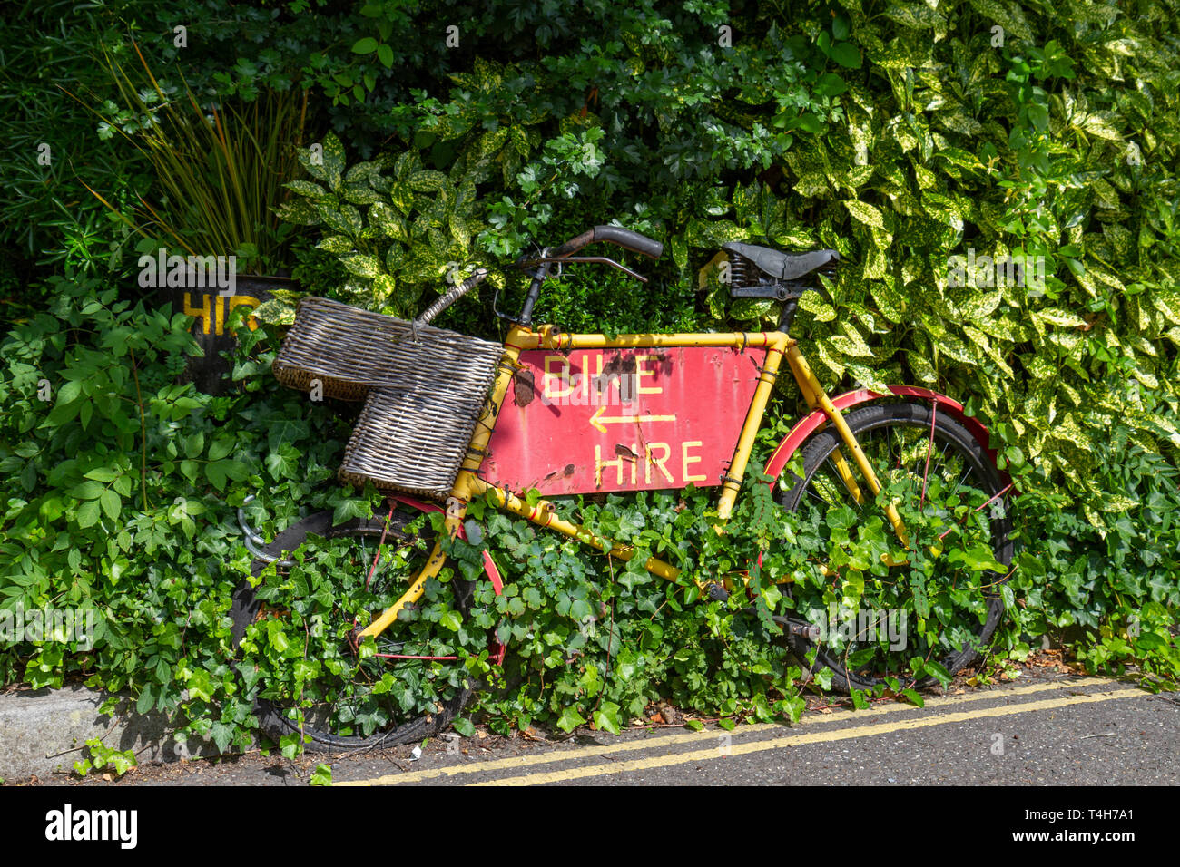 Bike hire shops bike frame advert being overgrown by a bush in Lyndhurst, New Forest, Hampshire, UK. Stock Photo