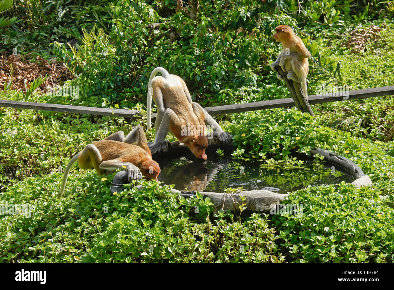 Proboscis (long-nosed) monkeys drinking from pool, Labuk Bay Proboscis Monkey Sanctuary, Sandakan, Sabah (Borneo), Malaysia Stock Photo