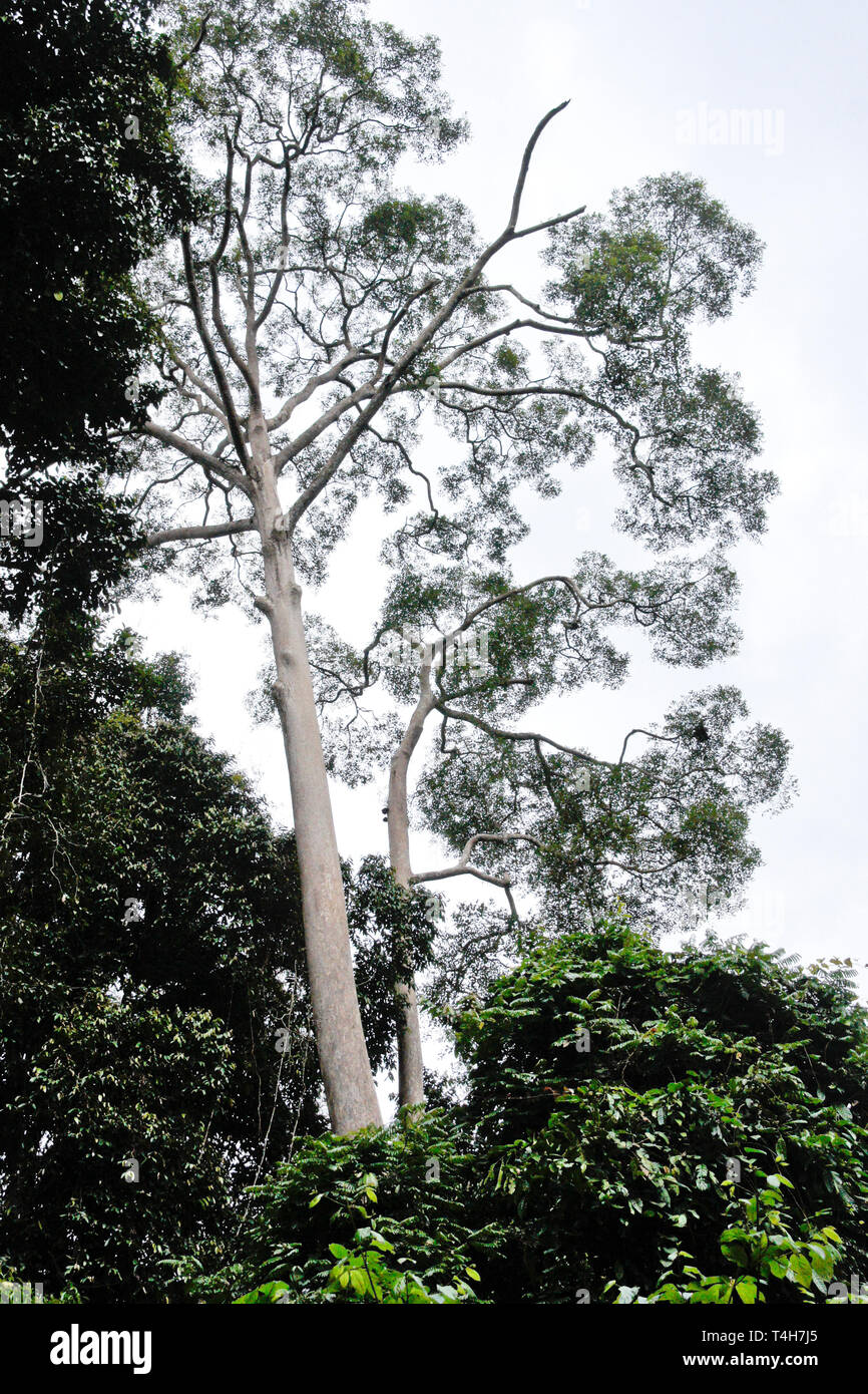 Dipterocarps in tropical lowland forest, Sabah (Borneo), Malaysia Stock Photo