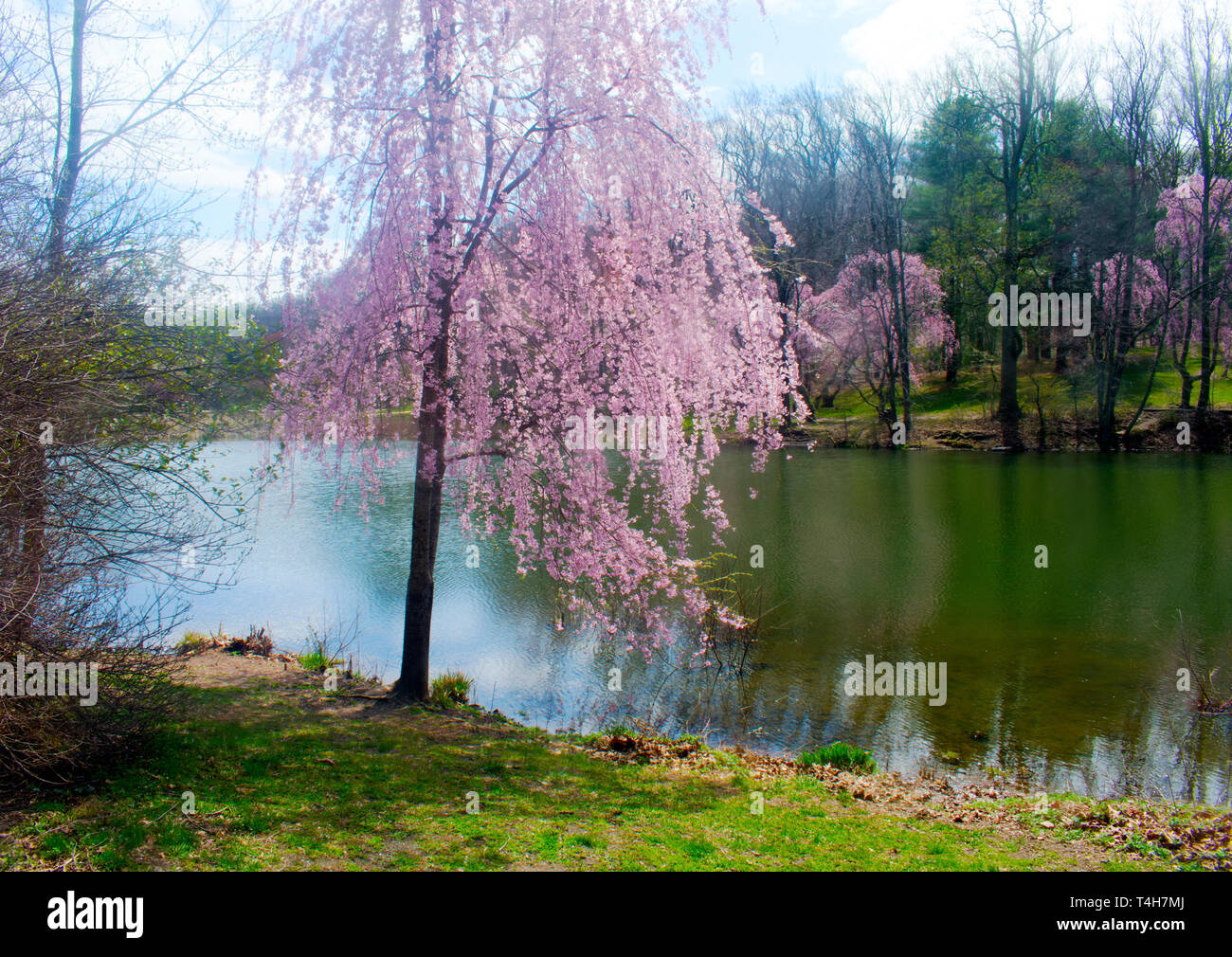 Cherry blossom trees surrounding the lake at Holmdel Park, New Jersey