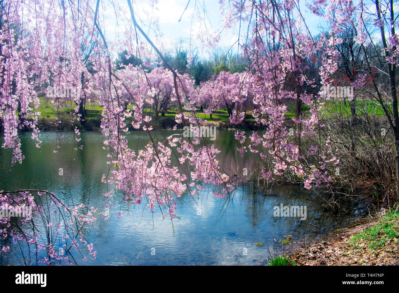 Cherry blossom trees surrounding the lake at Holmdel Park, New Jersey