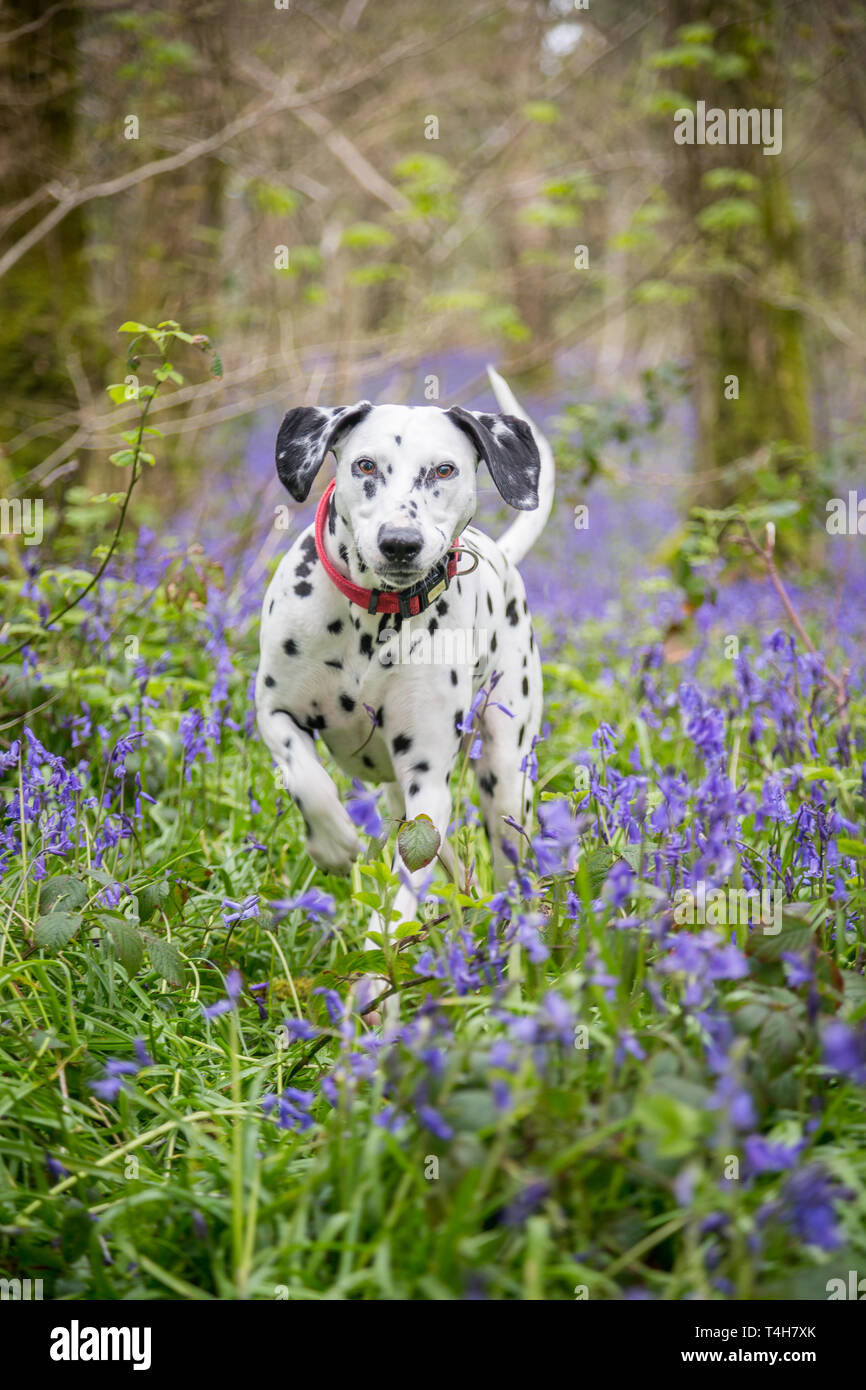 Dalmatian dog in bluebells Stock Photo