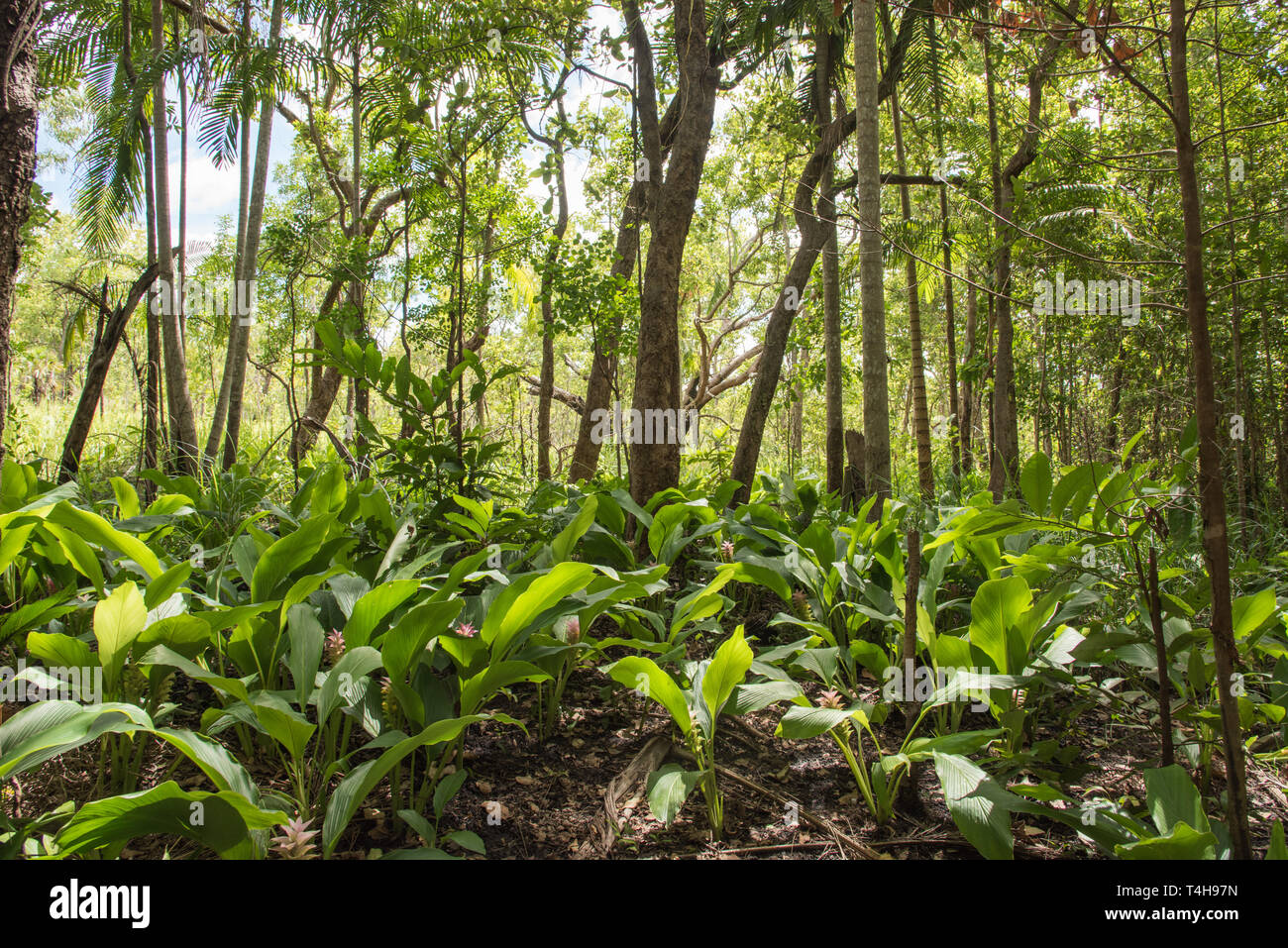 Wild ginger flowering plants with lush greenery in the Monsoon Forest at Litchfield National Park in the Northern Territory of Australia Stock Photo