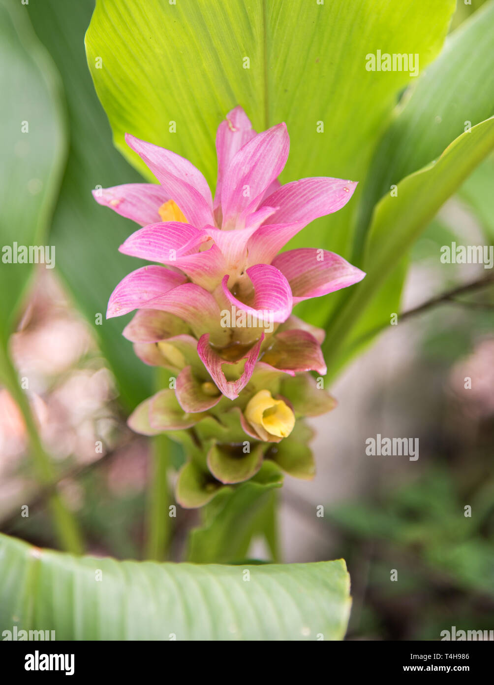 Wild pink ginger growing in the Monsoon Forest at Litchfield National