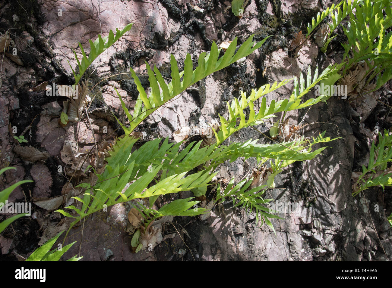 Tropical plant growth on rock face in the Monsoon Forest at Litchfield
