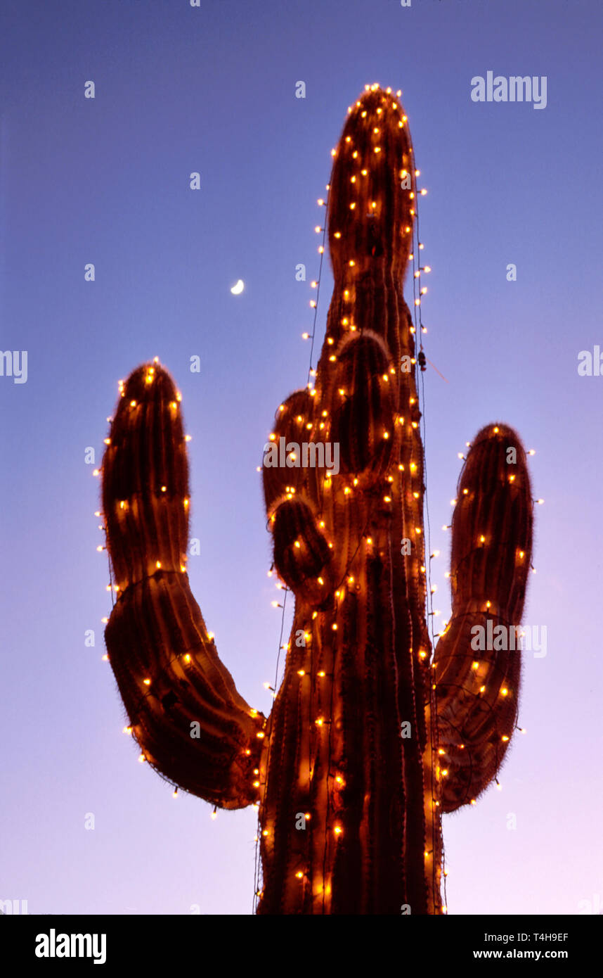 Arizona,AZ,Southwest,West,Grand Canyon State,Sonora Desert,Wickenburg,Rancho de Los Caballeros Resort,saguaro cactus,Christmas lighting,dusk,evening,n Stock Photo