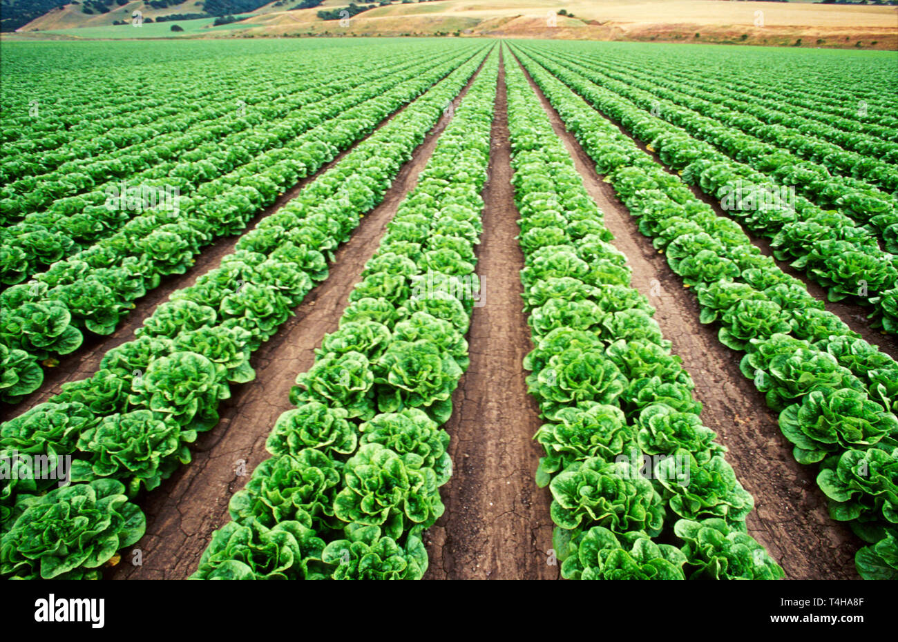 Monterey California,County Salinas Valley region called Salad Bowl of