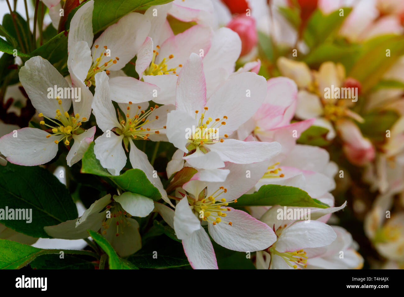 Beautiful blooming apple trees hi-res stock photography and images - Alamy