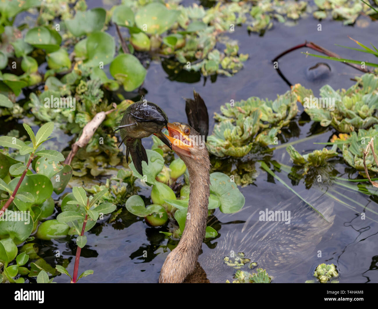 Anhingas eat fish and snakes and any other relatively small prey that it can find along marshes and wetland areas Stock Photo