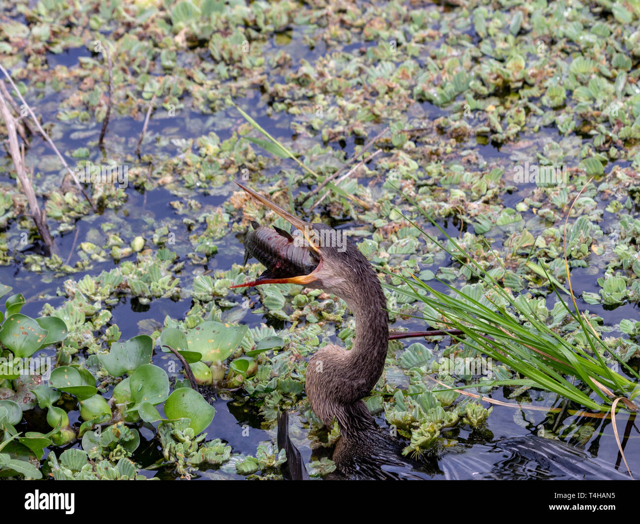 The American darter (Anhinga) swallowing a catfish whole Stock Photo
