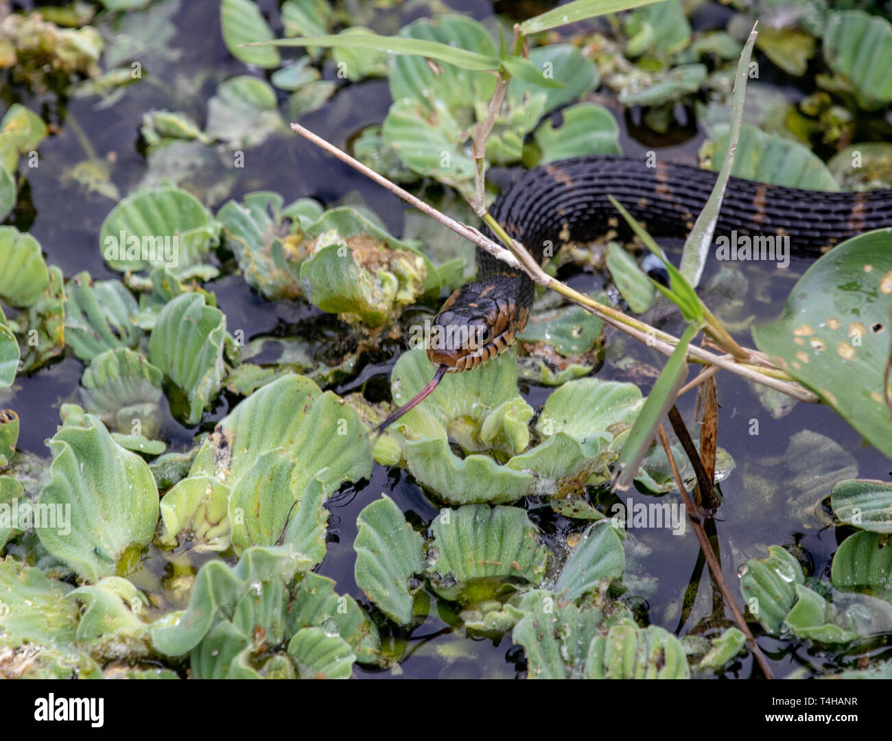 Banded water snake sticking tongue out Stock Photo