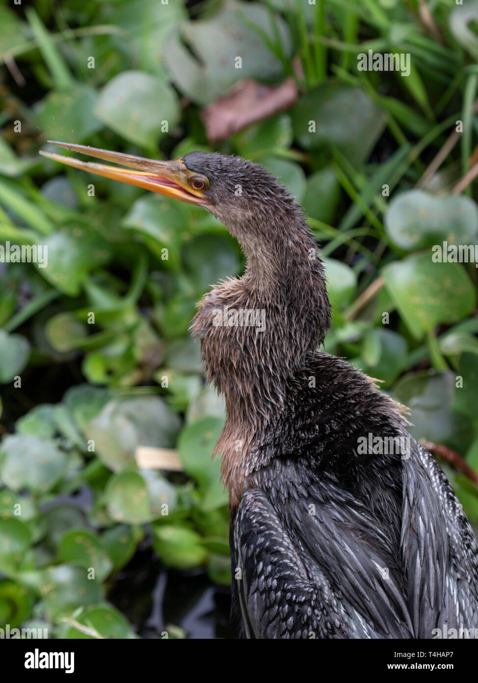 Anhingas are often confused with the Cormorant and an easy way to tell them apart is the bill which is pointed on the Anhinga rather than curved. Stock Photo