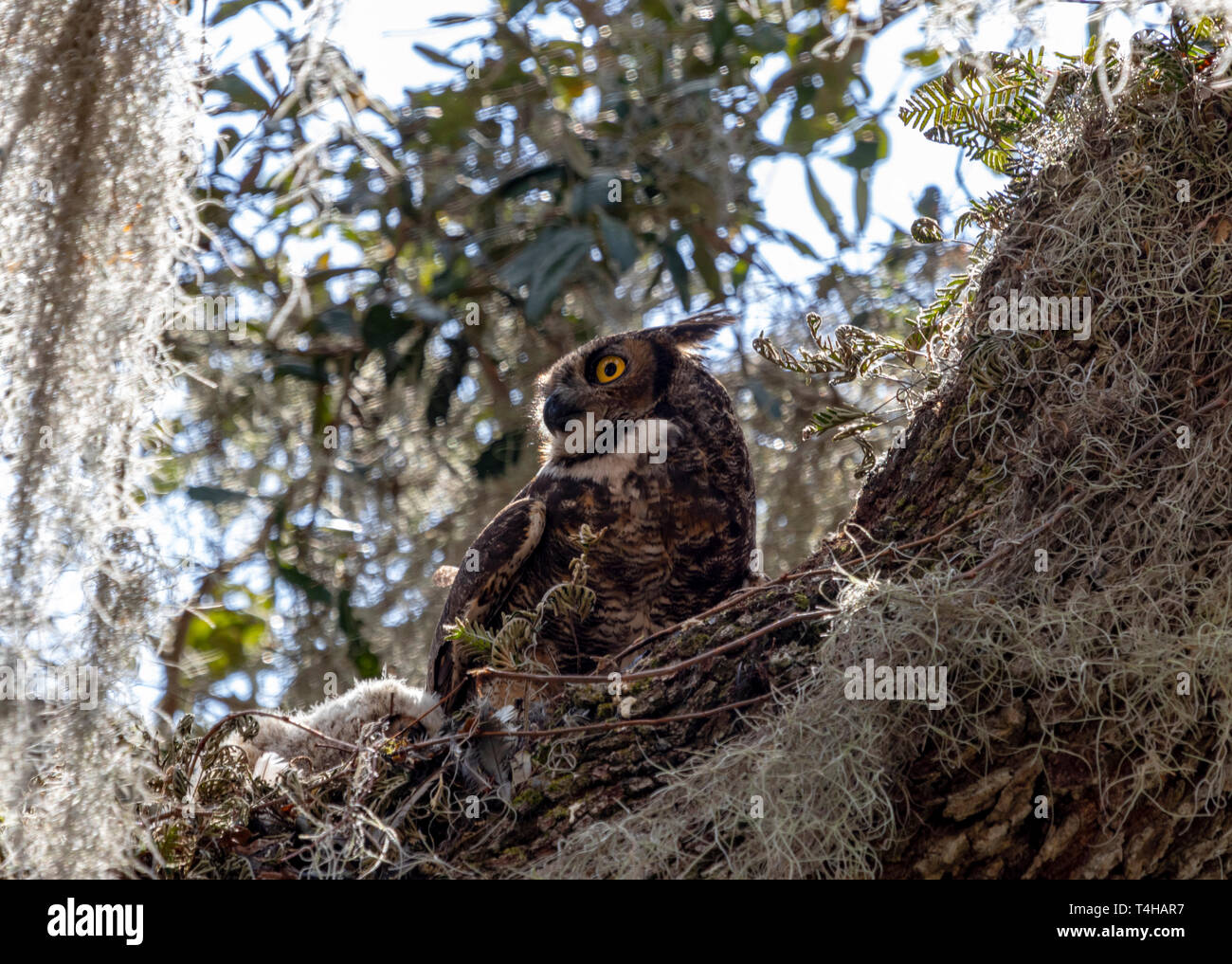 Female Great Horned owl watching over her young owlets in the nest Stock Photo
