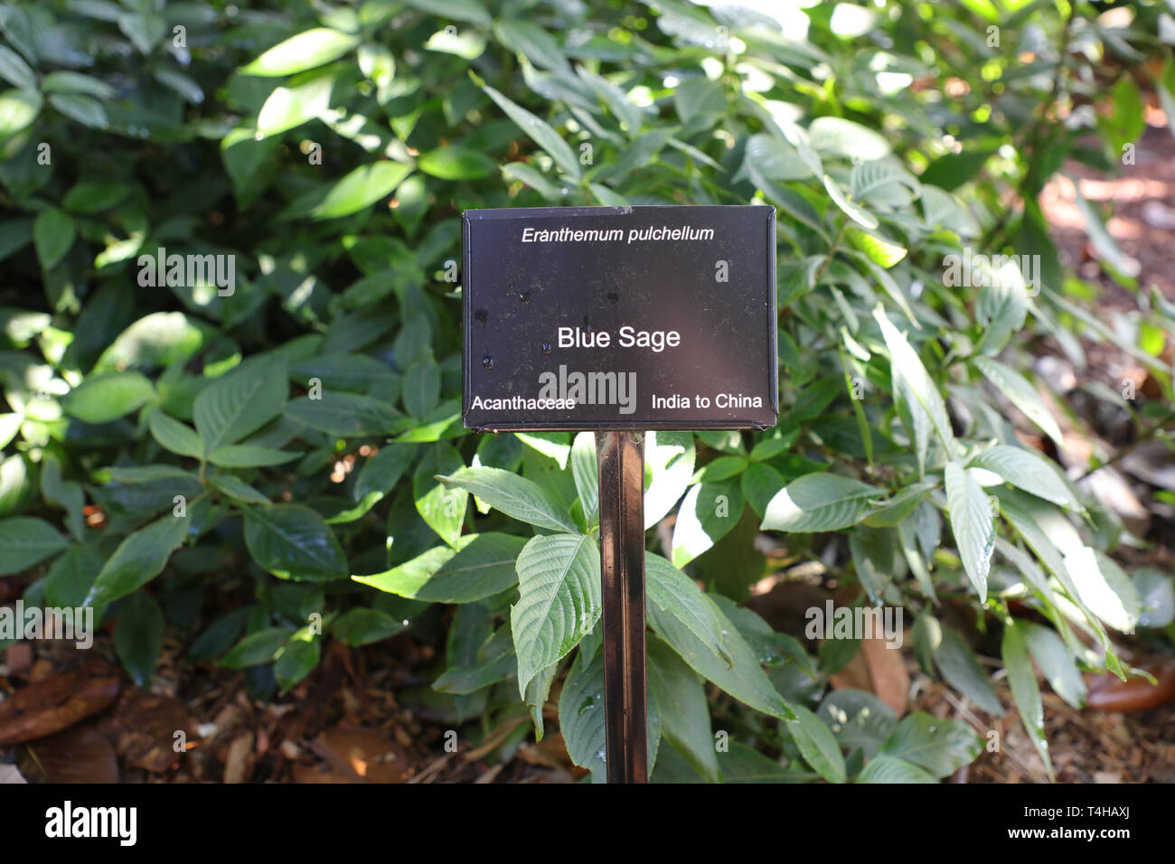 Blue sage (eranthemum pulchellum) Acanthaceae in the Royal Botanic Garden, Sydney. Stock Photo