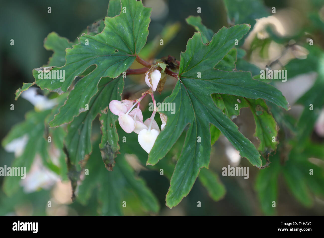 Begonia aconitifolia, family Begoniaceae, Brazil in the Royal Botanic Garden, Sydney. Stock Photo