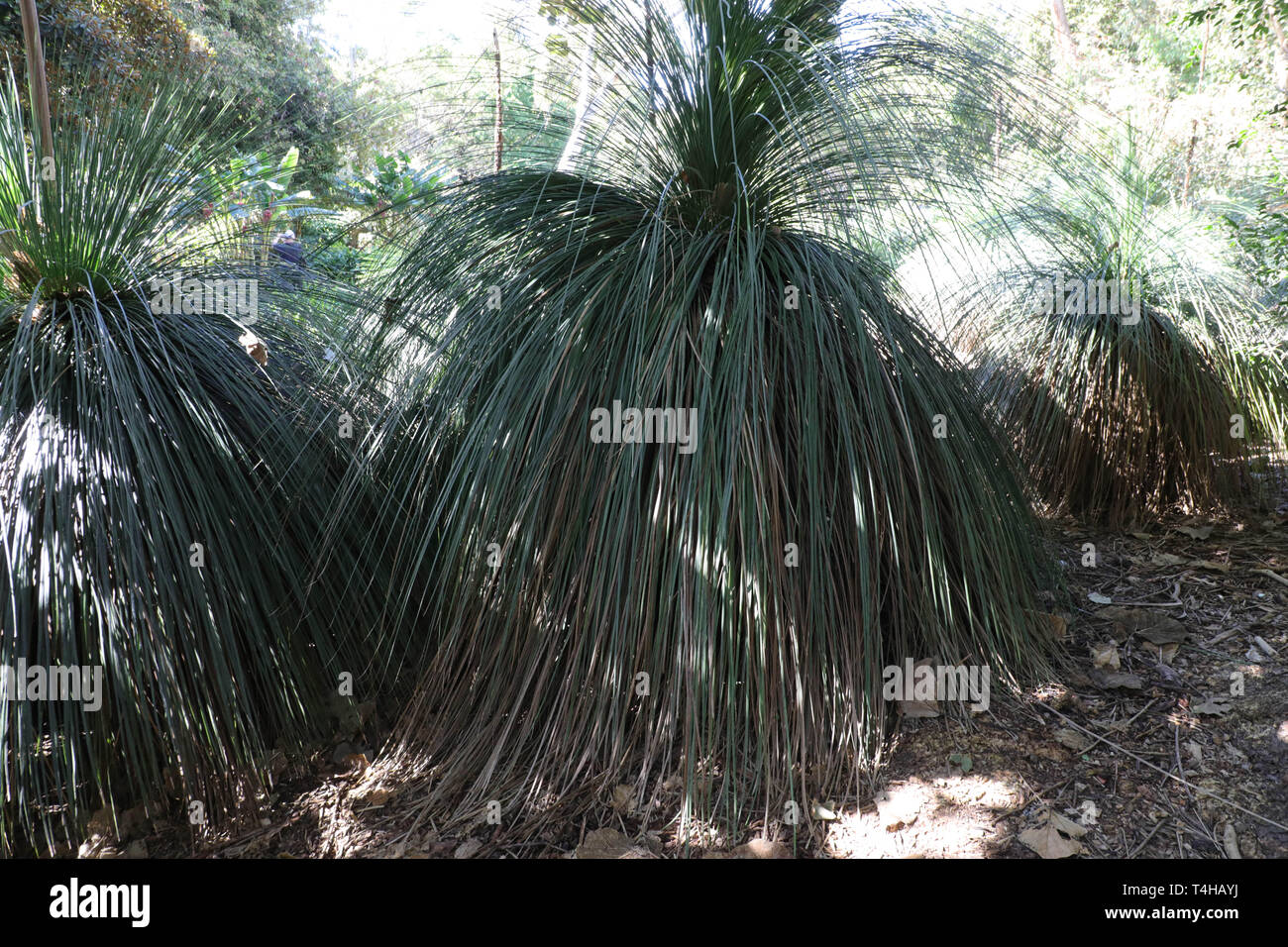 Grass,tree (Xanthorrhoea spp.) in the Royal Botanic Garden