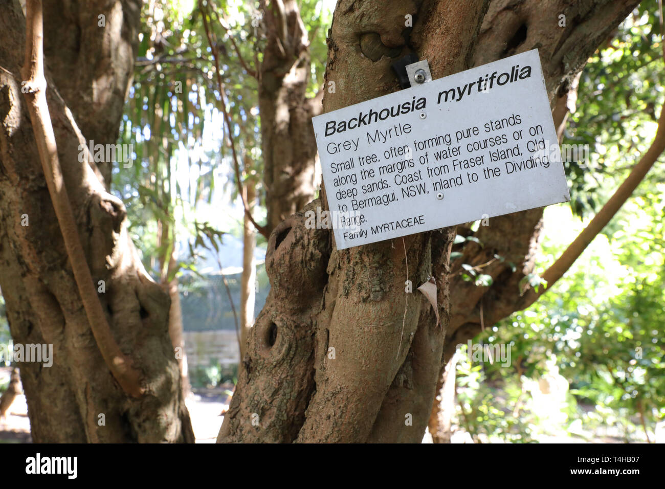 Grey Myrtle (Backhousia myrtifolia) in the Royal Botanic Garden, Sydney. Stock Photo