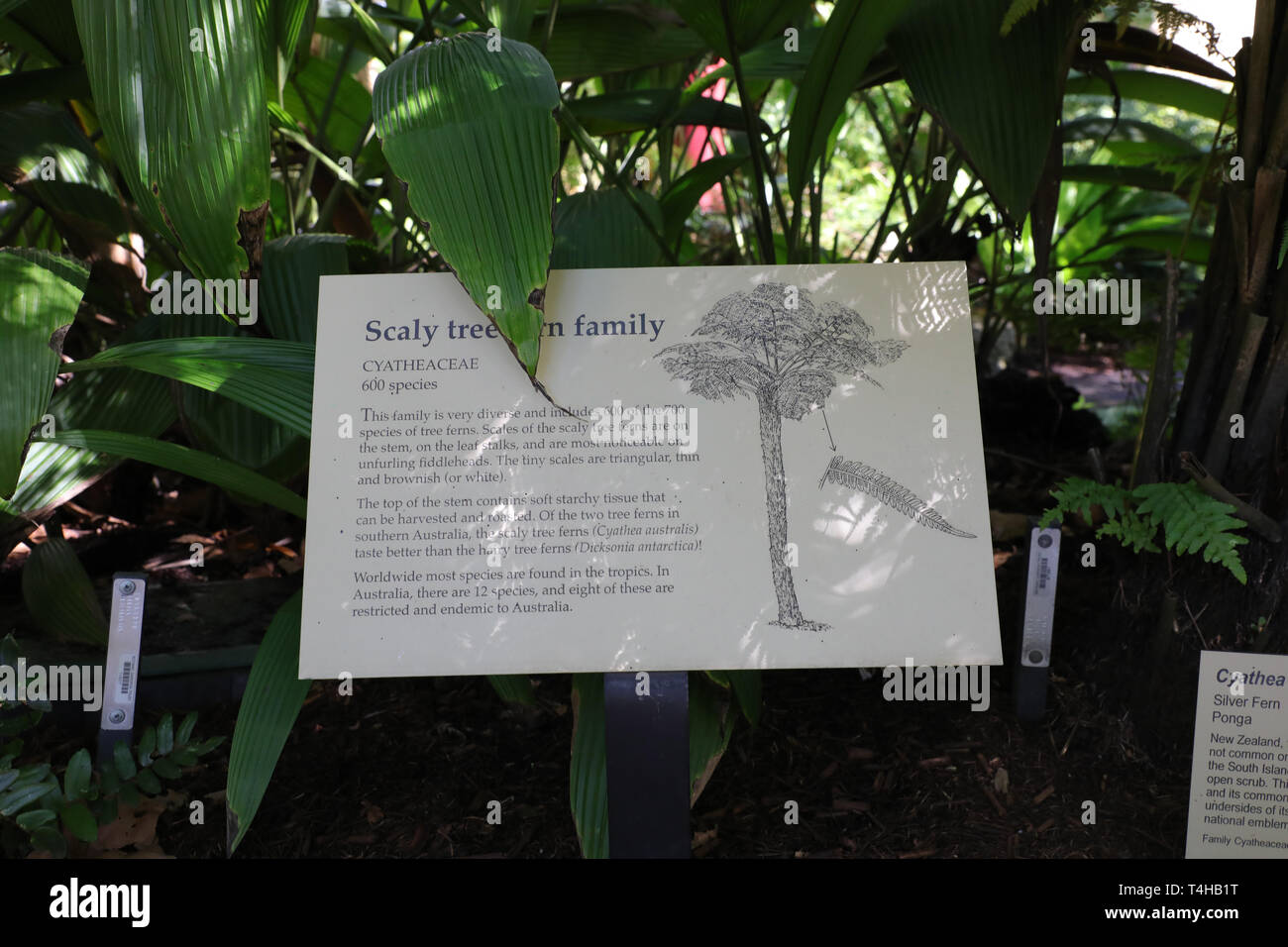 Scaly tree fern family (Cyatheaceae) in the Sydney Fernery in the Royal Botanic Garden, Sydney. Stock Photo