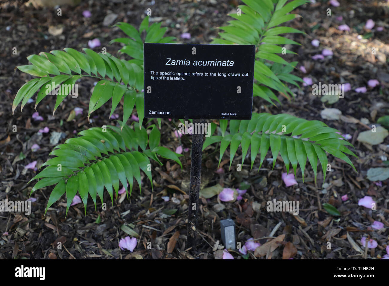 Zamia acuminata, Zamiaceae in the Royal Botanic Garden, Sydney. Stock Photo