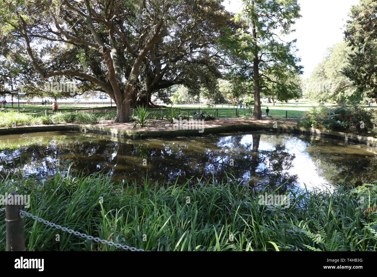 Twin Ponds, Royal Botanic Garden, Sydney Stock Photo Alamy