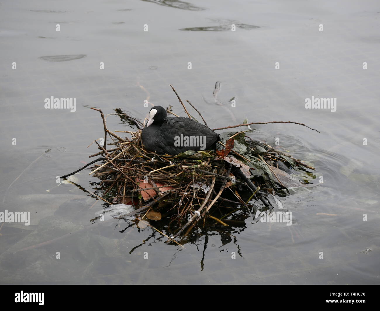 Coot - Fulica atra on a nest at Hyde Park London. UK Stock Photo