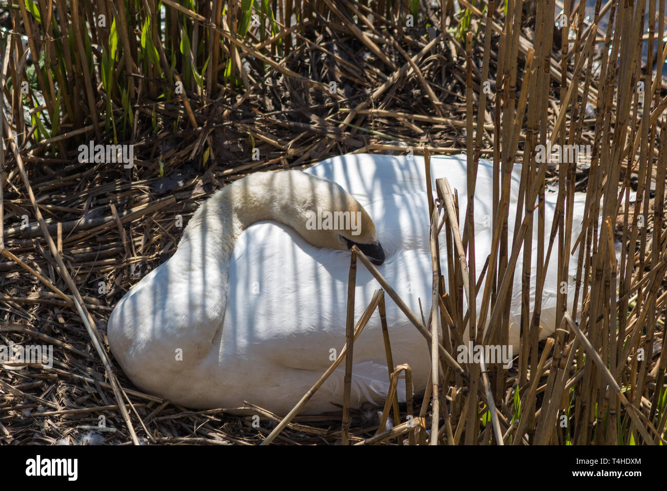 Mute Swan busy breeding the eggs for offspring as it is spring and
